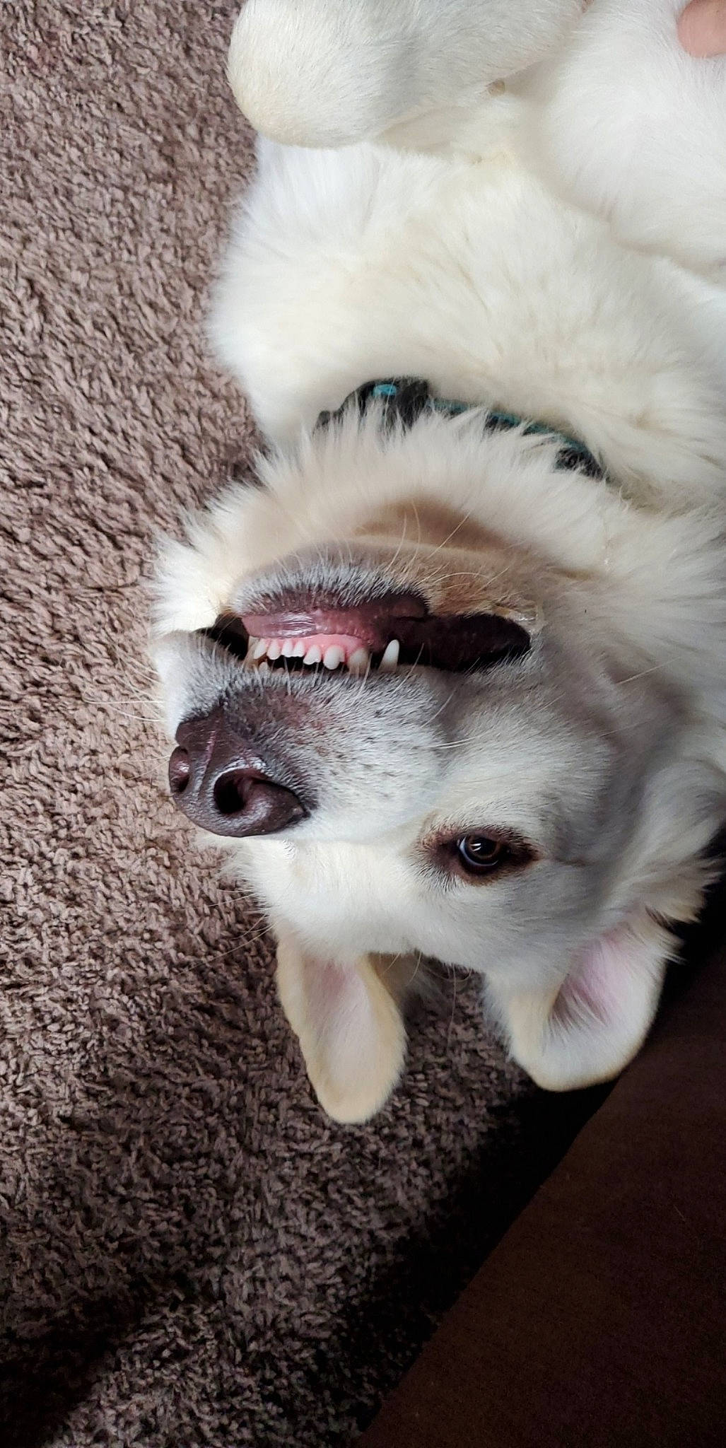 Teddy Boo Bear joined the competition — help win amazing prizes! american_eskimo_dog, canidae, carnivore, dog, dog_breed, great_pyrenees, japanese_spitz, mammal, non_sporting_group, nose, paw, puppy, samoyed, snout, sporting_group, whiskers