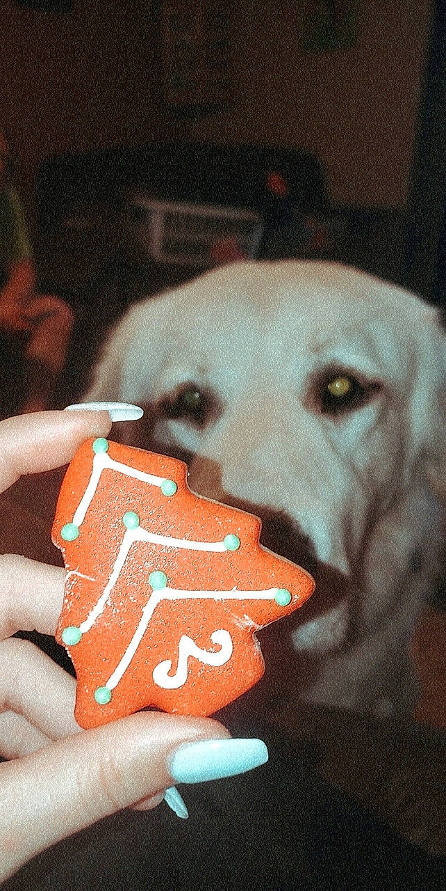 Teddy Boo Bear is registered to the contest to win money with this photo: canidae, carnivore, dog, dog_breed, fawn, golden_retriever, labrador_retriever, retriever, snout, sporting_group