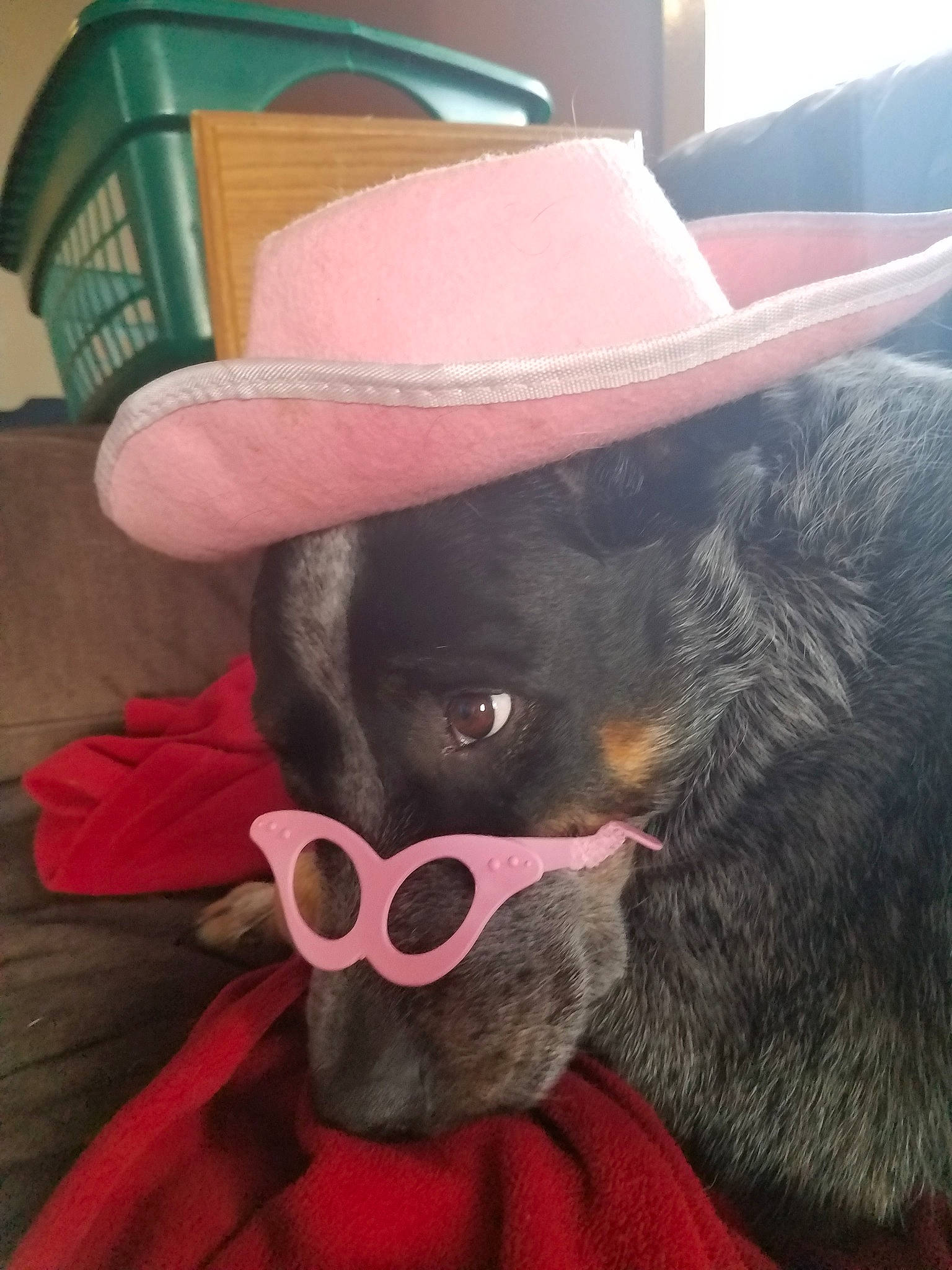 Max is registered to the contest to win money with this photo: canidae, carnivore, dog_breed, fedora, hat, headgear, pink, selfie, snout, sporting_group