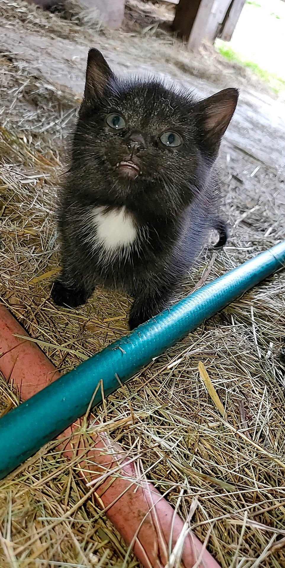 Loki joined the competition — help win amazing prizes! black_cat, carnivore, cat, domestic_short_haired_cat, felidae, german_rex, grass, kitten, mammal, nebelung, small_to_medium_sized_cats, snout, whiskers