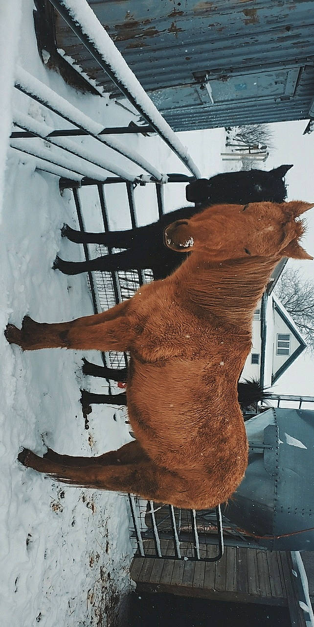 Rocky joined the competition — help win amazing prizes! art, snout