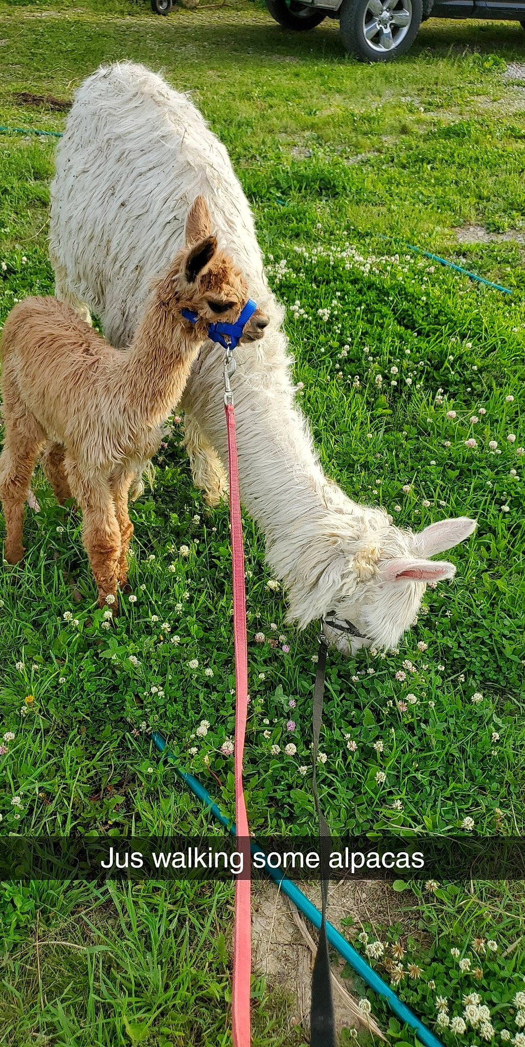 Lucy joined the competition — help win amazing prizes! alpaca, canidae, dog_breed, grass, grassland, livestock, llama, pasture, vertebrate