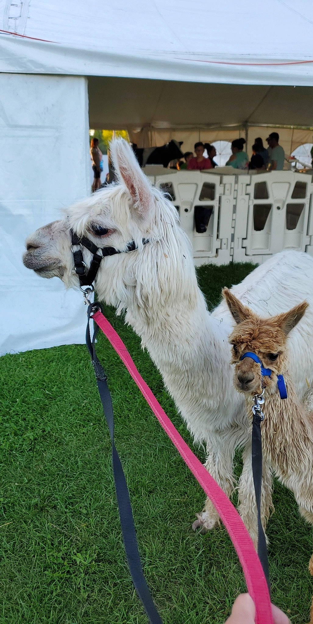 Lucy is registered to the contest to win money with this photo: alpaca, camelid, fawn, livestock, llama, mammal, plant, vertebrate