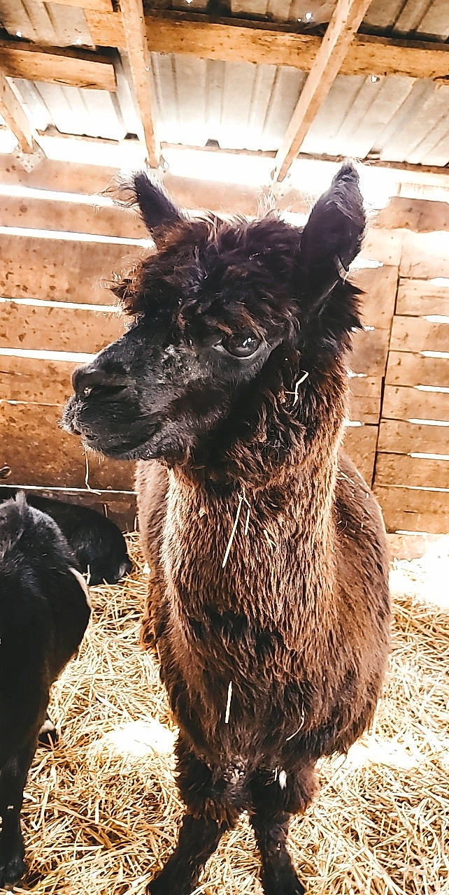 Diva is registered to the contest to win money with this photo: alpaca, dog_breed, livestock, llama, mammal, snout, vertebrate