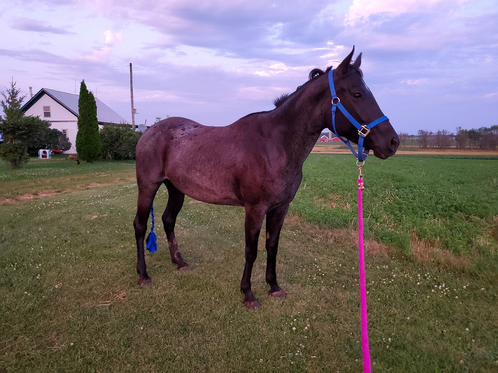 Emerald joined the competition — help win amazing prizes! bridle, grassland, halter, horse, horse_harness, horse_supplies, horse_tack, liver, mammal, mane, mare, meadow, mustang_horse, pack_animal, pasture, rein, sorrel, stallion, vertebrate, working_animal