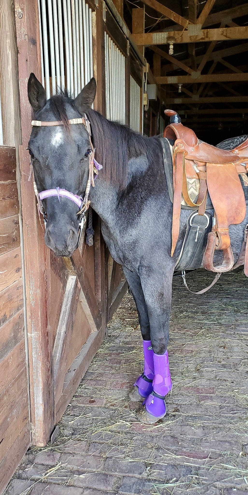 Emerald is registered to the contest to win money with this photo: bridle, farrier, halter, horse, horse_grooming, horse_harness, horse_supplies, horse_tack, horse_trainer, mammal, mane, mare, pack_animal, rein, snout, stable, stallion, working_animal