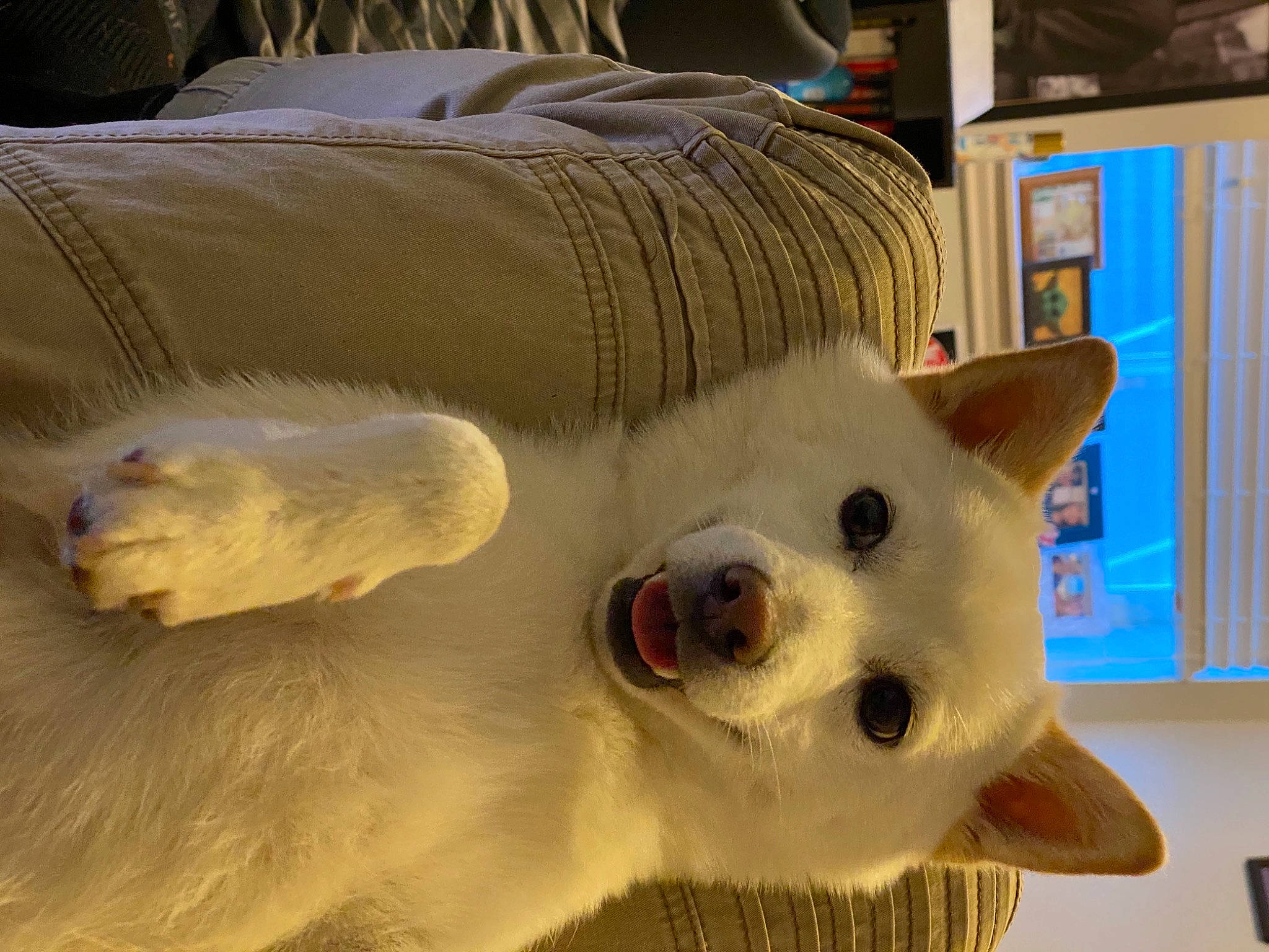 Diesel joined the competition — help win amazing prizes! canidae, carnivore, comfort, companion_dog, dog, dog_breed, fang, fawn, felidae, fur, japanese_spitz, jaw, non_sporting_group, polar_bear, snout, sporting_group, terrestrial_animal, whiskers, working_animal