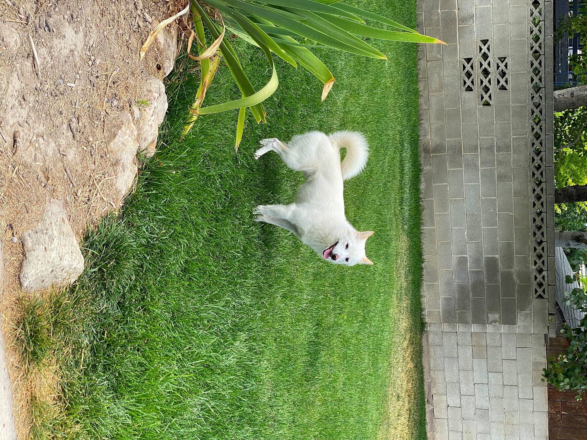 Diesel joined the competition — help win amazing prizes! art, evergreen, garden, grass, groundcover, hedge, landscape, lawn, lawn_ornament, plant, sculpture, shrub, sidewalk, tail, terrestrial_plant, tree, trunk, vegetation, wall, wood