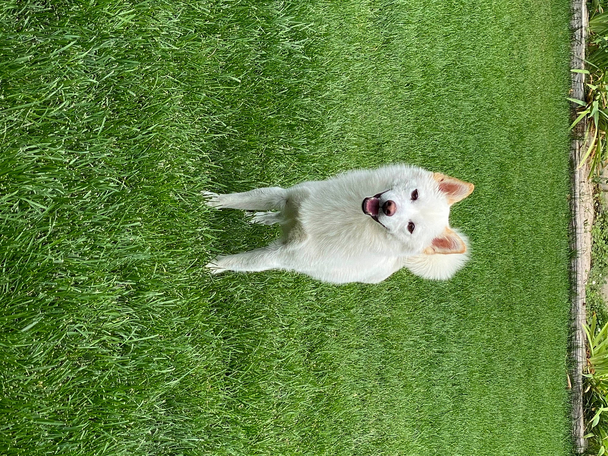 Diesel is registered to the contest to win money with this photo: ball, canidae, carnivore, companion_dog, dog, dog_breed, field, grass, grass_family, grassland, groundcover, meadow, pasture, plant, tail, terrestrial_animal, terrier, toy_dog, whiskers, working_animal