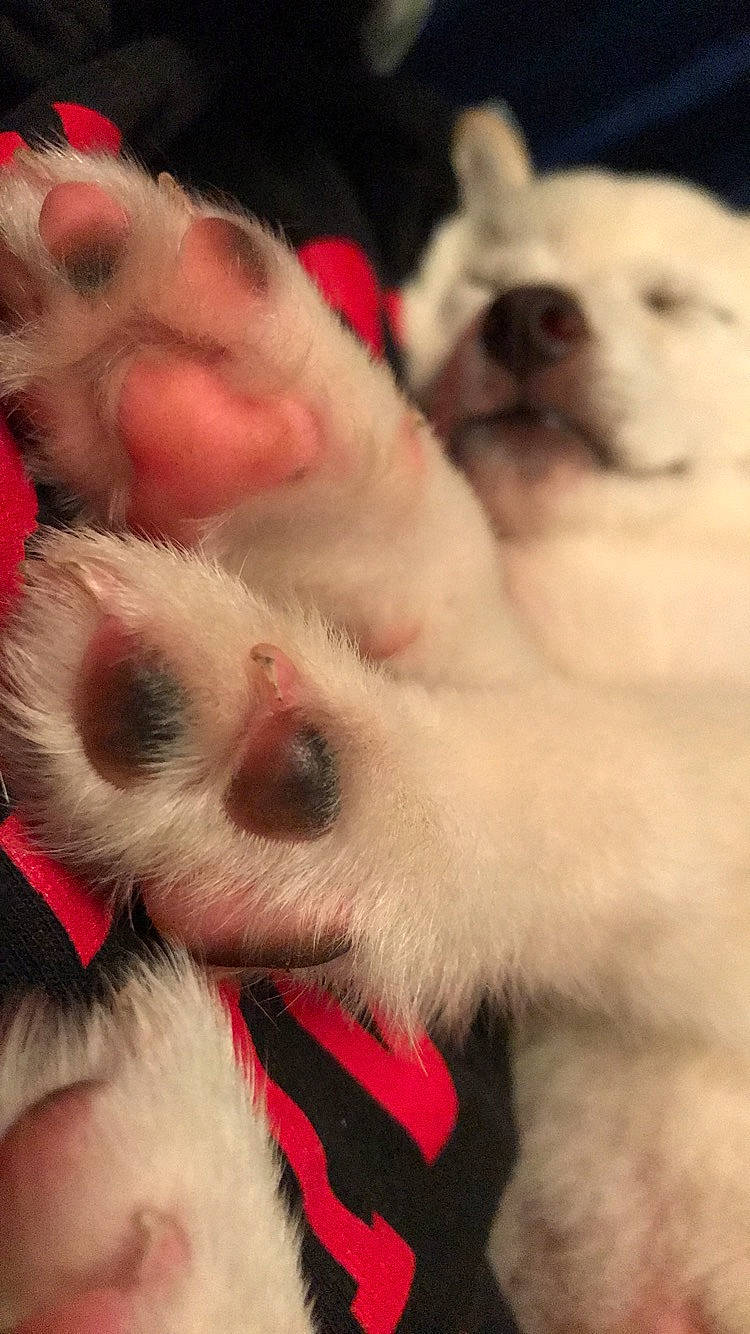 Diesel joined the competition — help win amazing prizes! canidae, carmine, carnivore, claw, comfort, companion_dog, dog, dog_breed, fawn, felidae, foot, fur, paw, puppy_love, small_to_medium_sized_cats, snout, sporting_group, tail, toy_dog, whiskers