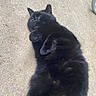 Misty is registered to the contest to win money with this photo: black_cat, cat, pet, animal, feline, lying_down, relaxed, outdoor, concrete, paw, fur, whiskers, ears, playful, close_up, one_eye_open, quiet, resting, domestic_animal, cute