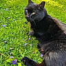 black_cat, cat, animal, pet, outdoor, grass, greenery, purple_flowers, nature, sunlight, relaxing, fur, whiskers, closeup, mammal, domestic_animal, laying_down, serene, daylight, garden