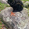 black_cat, rock, leaf, grass, outdoor, nature, animal, moss, quiet, perched, wildlife, fall, autumn, greenery, stone, small_animal, curious, feline, camouflage, natural