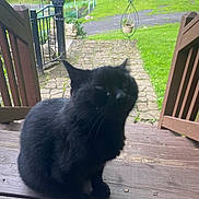 Misty is registered to the contest to win money with this photo: black_cat, cat, pet, animal, outdoor, wooden_steps, garden, greenery, stone_path, fence, plant_pot, nature, curious, fluffy, daylight, rustic, wood, backyard, grass, domestic_animal