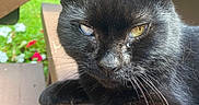 Misty joined the competition — help win amazing prizes! black_cat, cat, animal, pet, outdoor, bench, wood, close_up, yellow_eye, cloudy_eye, fur, whiskers, relaxed, nature, flower, greenery, sunlight, portrait, mammal, daylight
