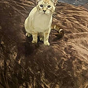 Loki is registered to the contest to win money with this photo: cat, bed, blanket, person, socks, fan, air_conditioner, indoor, brown, curious, feline, animal, resting, home, casual, denim, comfort, relaxing, orange_shirt, white_socks