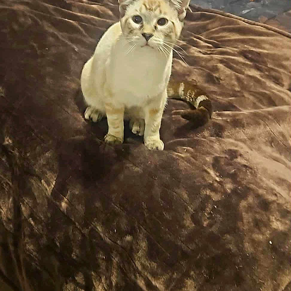 Loki is registered to the contest to win money with this photo: air_conditioner, animal, bed, blanket, brown, casual, cat, comfort, curious, denim, fan, feline, home, indoor, orange_shirt, person, relaxing, resting, socks, white_socks