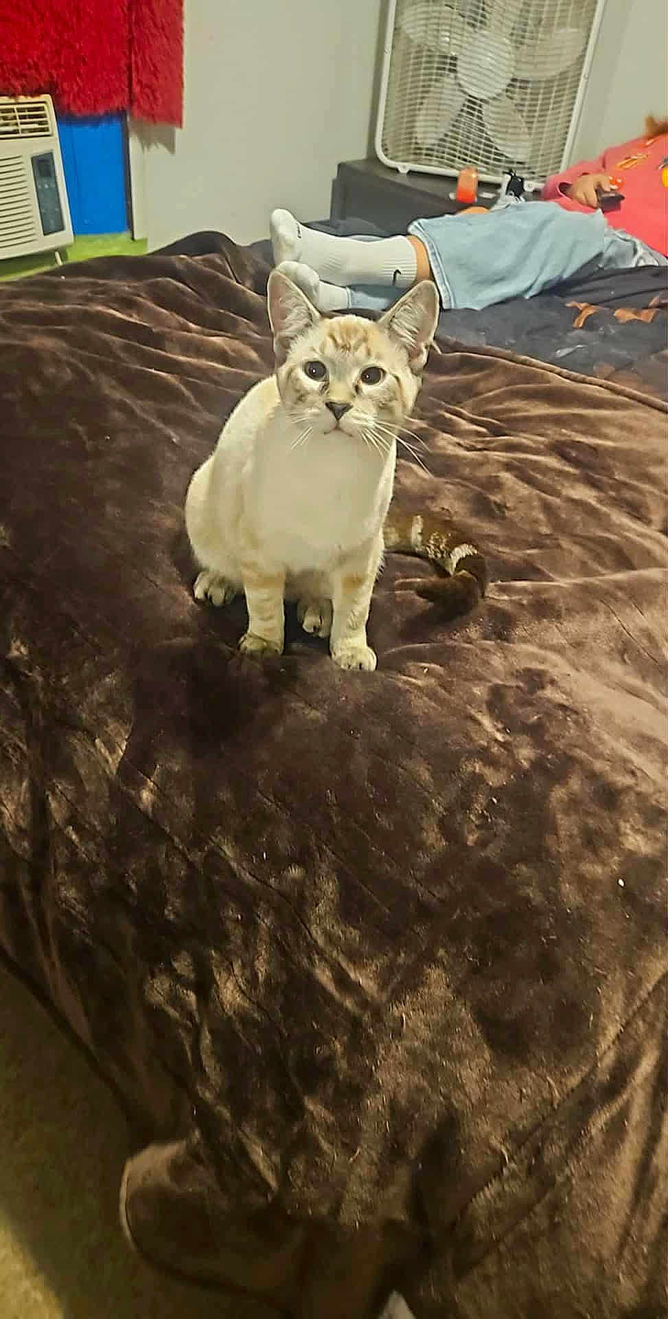 Loki is registered to the contest to win money with this photo: cat, bed, blanket, person, socks, fan, air_conditioner, indoor, brown, curious, feline, animal, resting, home, casual, denim, comfort, relaxing, orange_shirt, white_socks