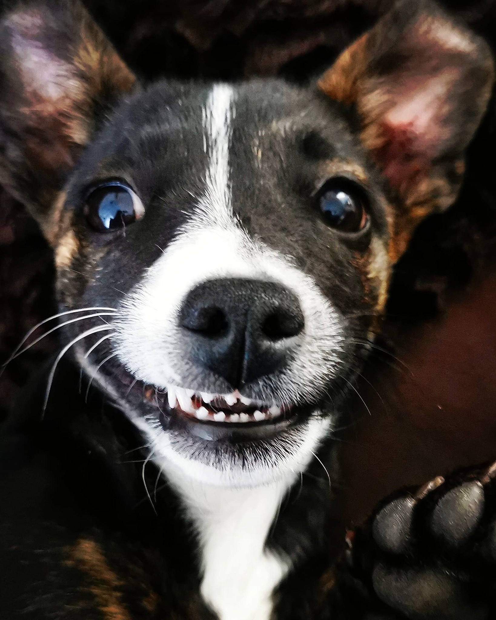 Nala participe au concours pour gagner de l'argent avec cette photo : bicycle, canidae, carnivore, close_up, collar, companion_dog, dog, dog_breed, dog_collar, ear, fur, non_sporting_group, plant, snout, sporting_group, terrestrial_animal, toy_dog, whiskers, working_animal, working_dog