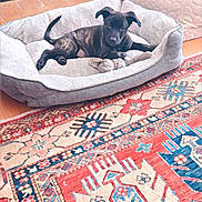 Blue is registered to the contest to win money with this photo: puppy, dog_bed, toy, indoor, cozy, black_dog, pet, resting, carpet, patterned_rug, floor, cute, animal, domestic, relaxed, furniture, home, comfort, laying, young_dog