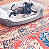 puppy, dog_bed, toy, indoor, cozy, black_dog, pet, resting, carpet, patterned_rug, floor, cute, animal, domestic, relaxed, furniture, home, comfort, laying, young_dog