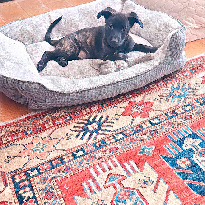 Blue is registered to the contest to win money with this photo: puppy, dog_bed, toy, indoor, cozy, black_dog, pet, resting, carpet, patterned_rug, floor, cute, animal, domestic, relaxed, furniture, home, comfort, laying, young_dog