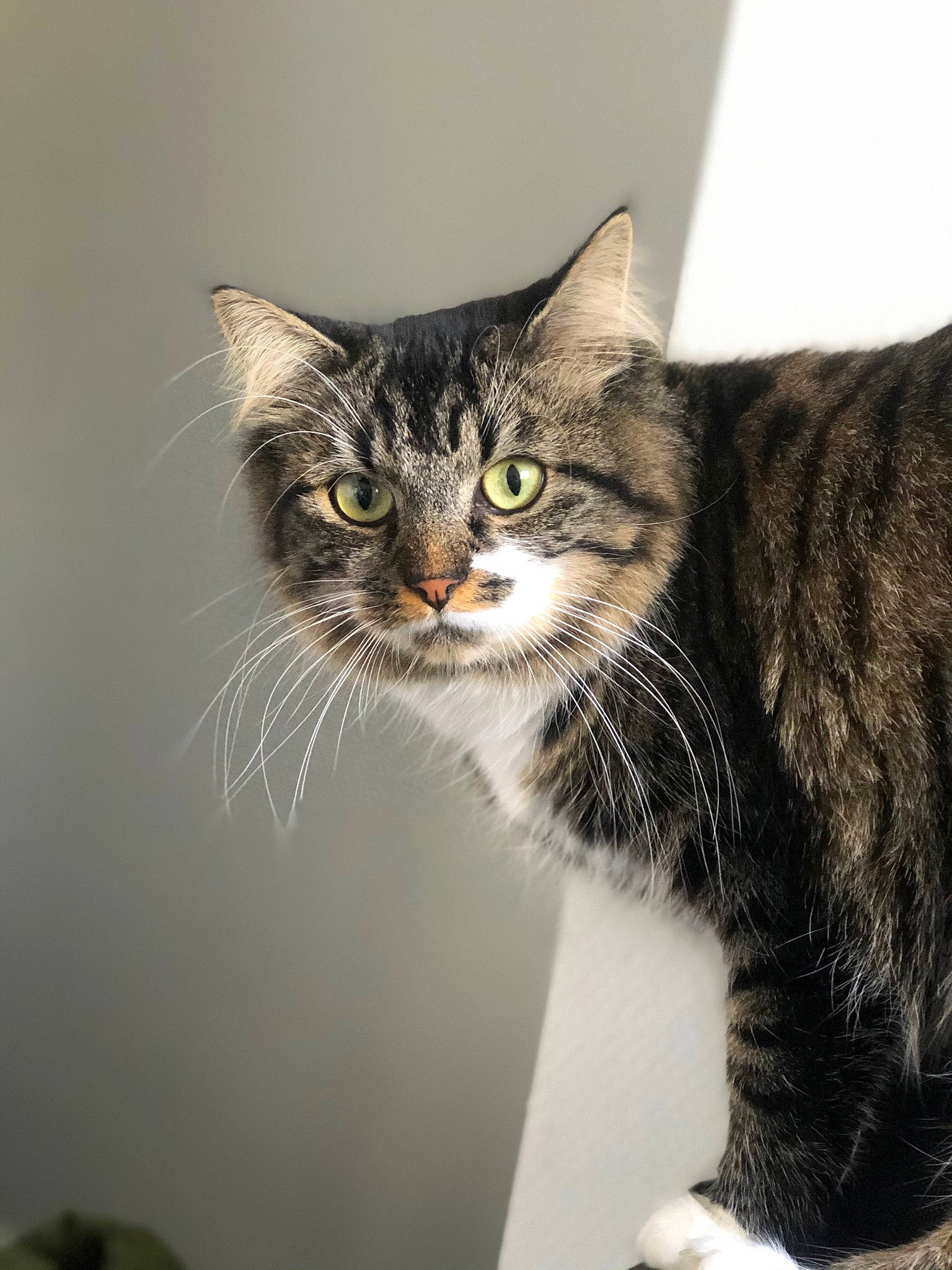 Jetta a rejoint le concours — aidez-le/la à gagner de superbes lots ! carnivore, cat, close_up, domestic_short_haired_cat, door, felidae, fur, grey, paw, small_to_medium_sized_cats, snout, tail, terrestrial_animal, tree, whiskers, window