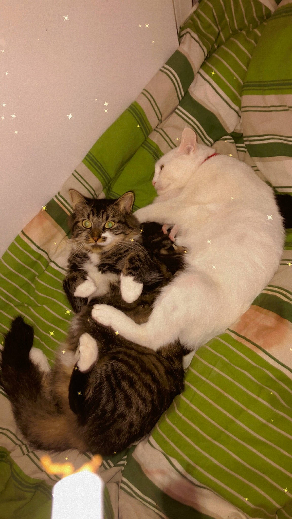 Jetta a rejoint le concours — aidez-le/la à gagner de superbes lots ! bed, canidae, carnivore, cat, comfort, companion_dog, domestic_short_haired_cat, fawn, felidae, fur, lap, paw, pet_supply, rabbits_and_hares, room, sitting, small_to_medium_sized_cats, tail, whiskers