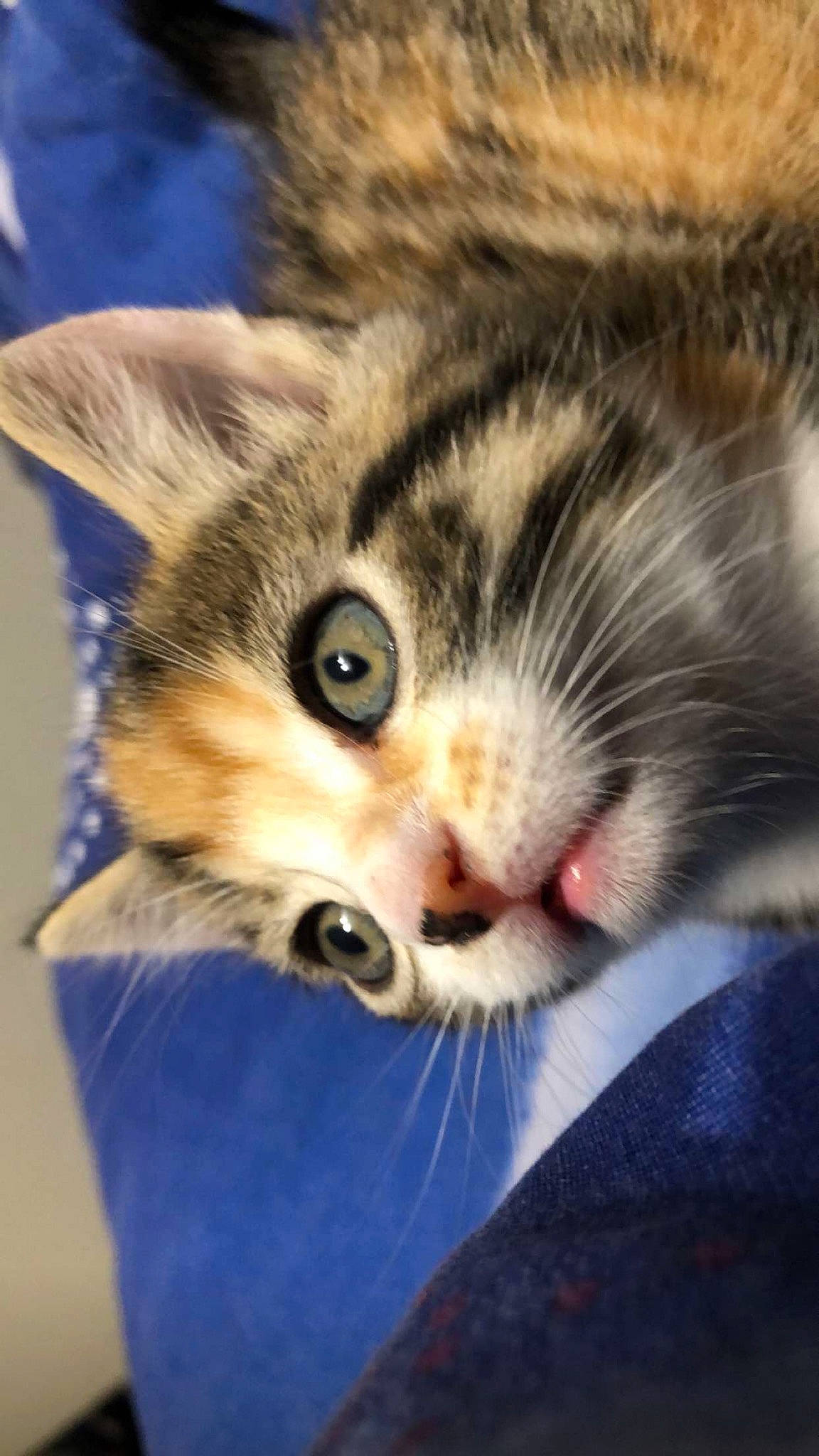 Guizmo a rejoint le concours — aidez-le/la à gagner de superbes lots ! carnivore, cat, claw, close_up, comfort, domestic_short_haired_cat, eye, felidae, fur, iris, macro_photography, nap, nose, paw, small_to_medium_sized_cats, snout, tail, terrestrial_animal, whiskers, wildlife