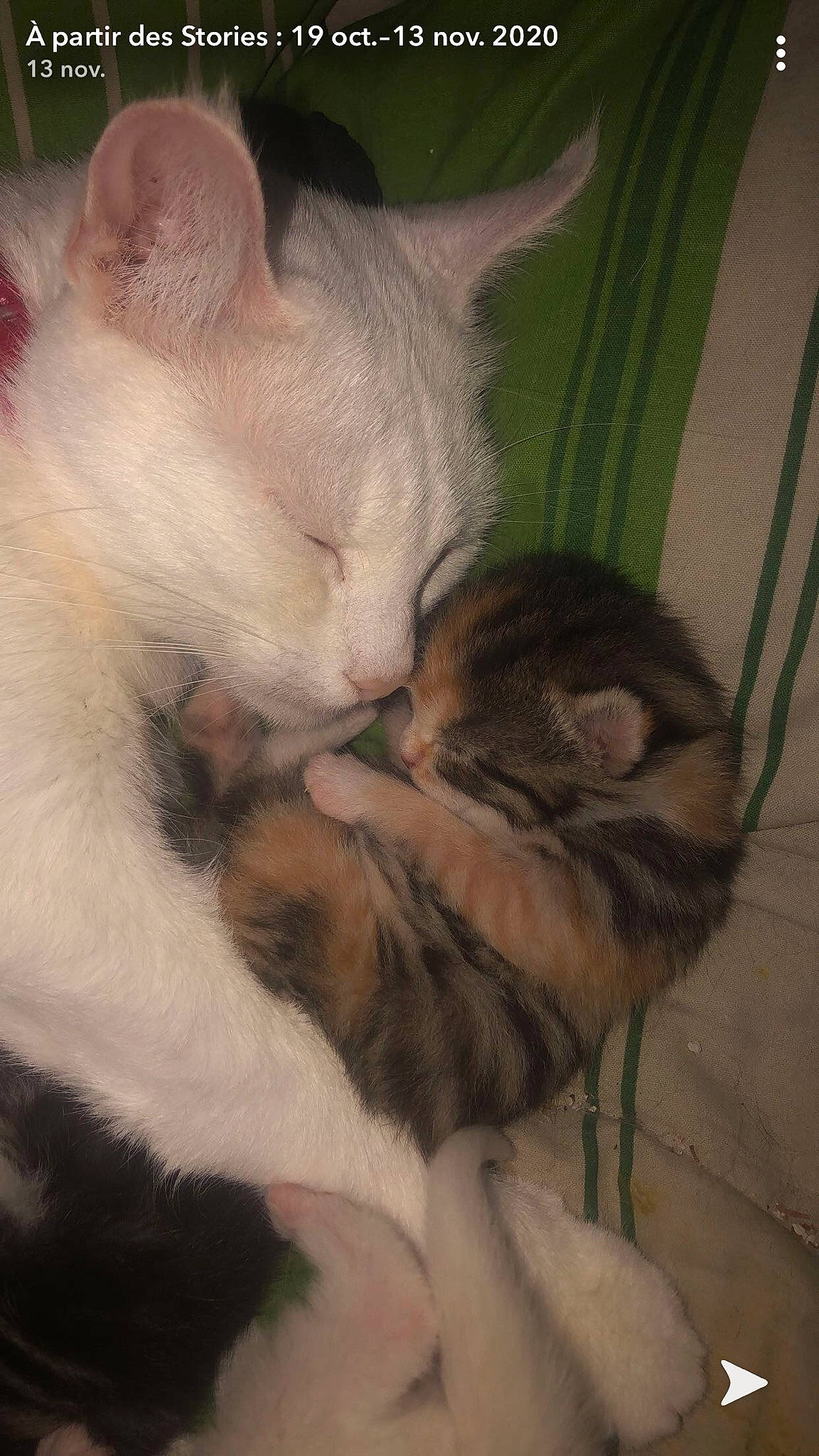 Guizmo a rejoint le concours — aidez-le/la à gagner de superbes lots ! carnivore, cat, claw, comfort, domestic_short_haired_cat, fawn, felidae, fur, mammal, nap, paw, sleep, small_to_medium_sized_cats, tail, terrestrial_animal, vertebrate, whiskers