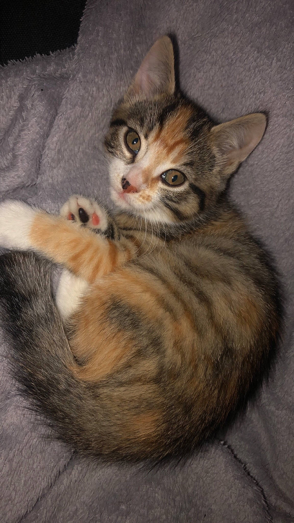 Guizmo a rejoint le concours — aidez-le/la à gagner de superbes lots ! art, carnivore, cat, claw, domestic_short_haired_cat, fawn, felidae, fur, painting, paw, sitting, small_to_medium_sized_cats, snout, tail, terrestrial_animal, whiskers, wildlife