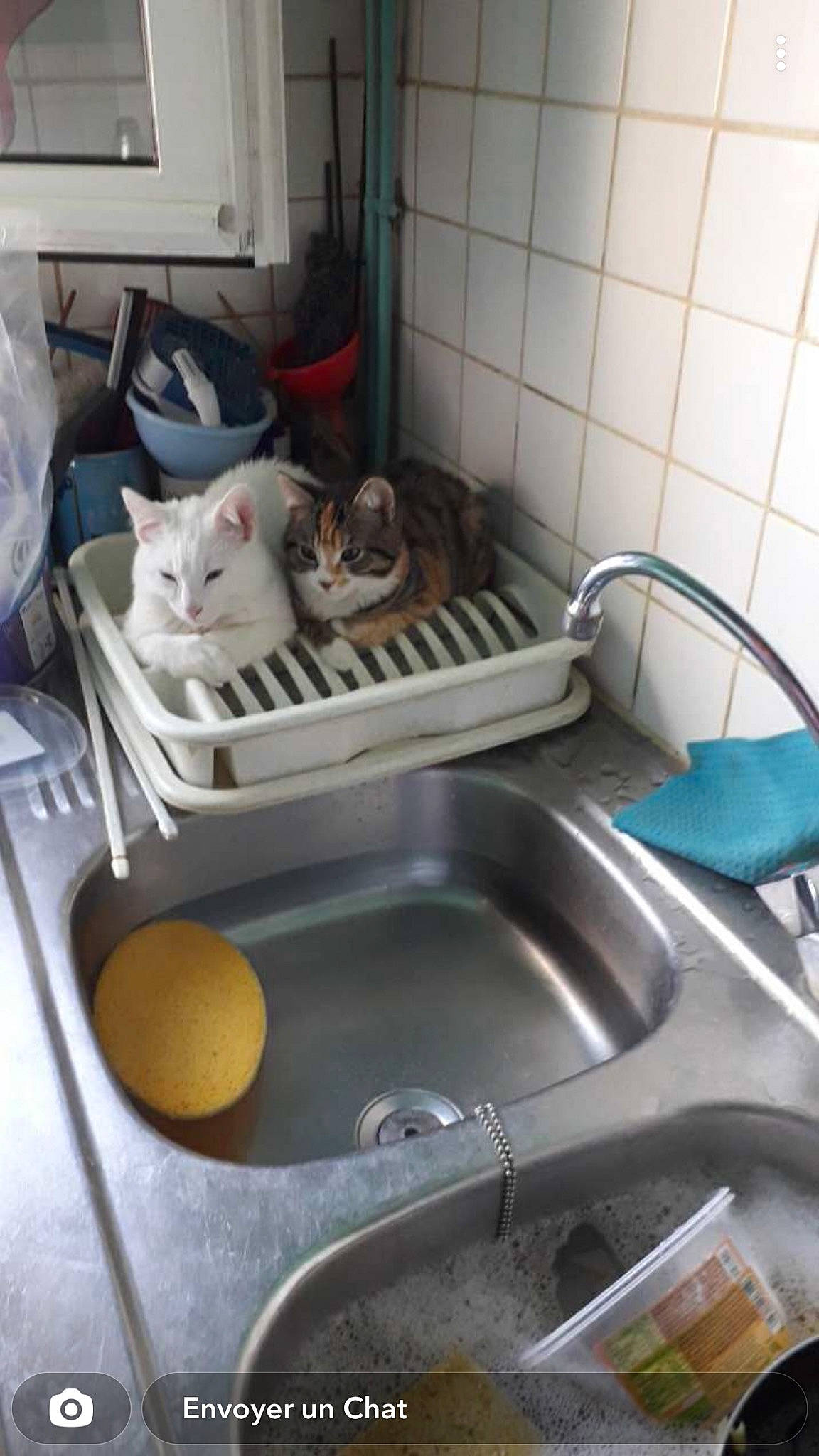 Maky a rejoint le concours — aidez-le/la à gagner de superbes lots ! cat, cooking, dishwasher, felidae, gas, home_appliance, kitchen, kitchen_appliance, kitchen_sink, major_appliance, pet_supply, plumbing, plumbing_fixture, refrigerator, room, sink, tableware, tap, vegetable, whiskers