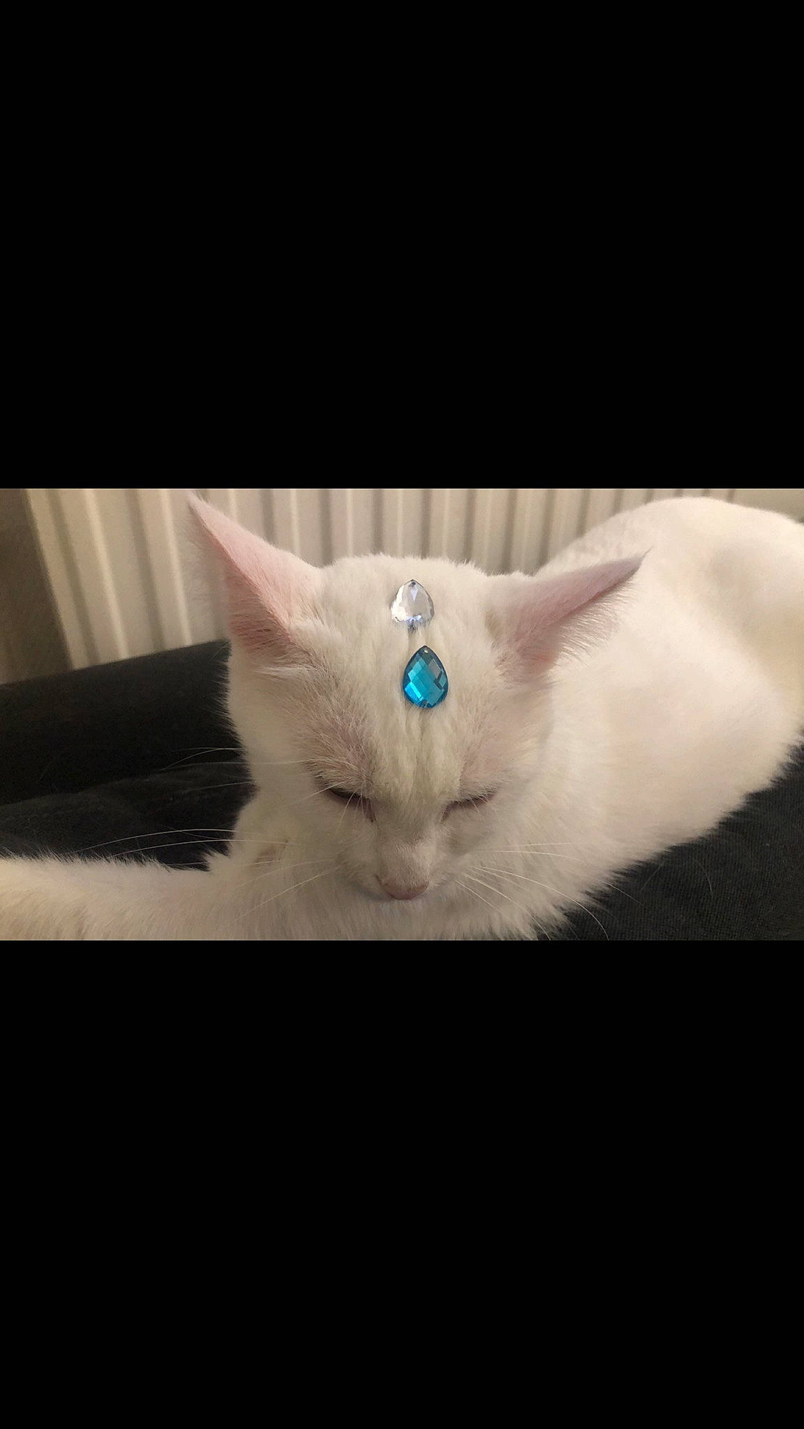 Maky a rejoint le concours — aidez-le/la à gagner de superbes lots ! art, carnivore, cat, darkness, ear, electric_blue, eyelash, fashion_accessory, fawn, felidae, font, fur, paw, photo_caption, ragdoll, small_to_medium_sized_cats, snout, tail, terrestrial_animal, whiskers