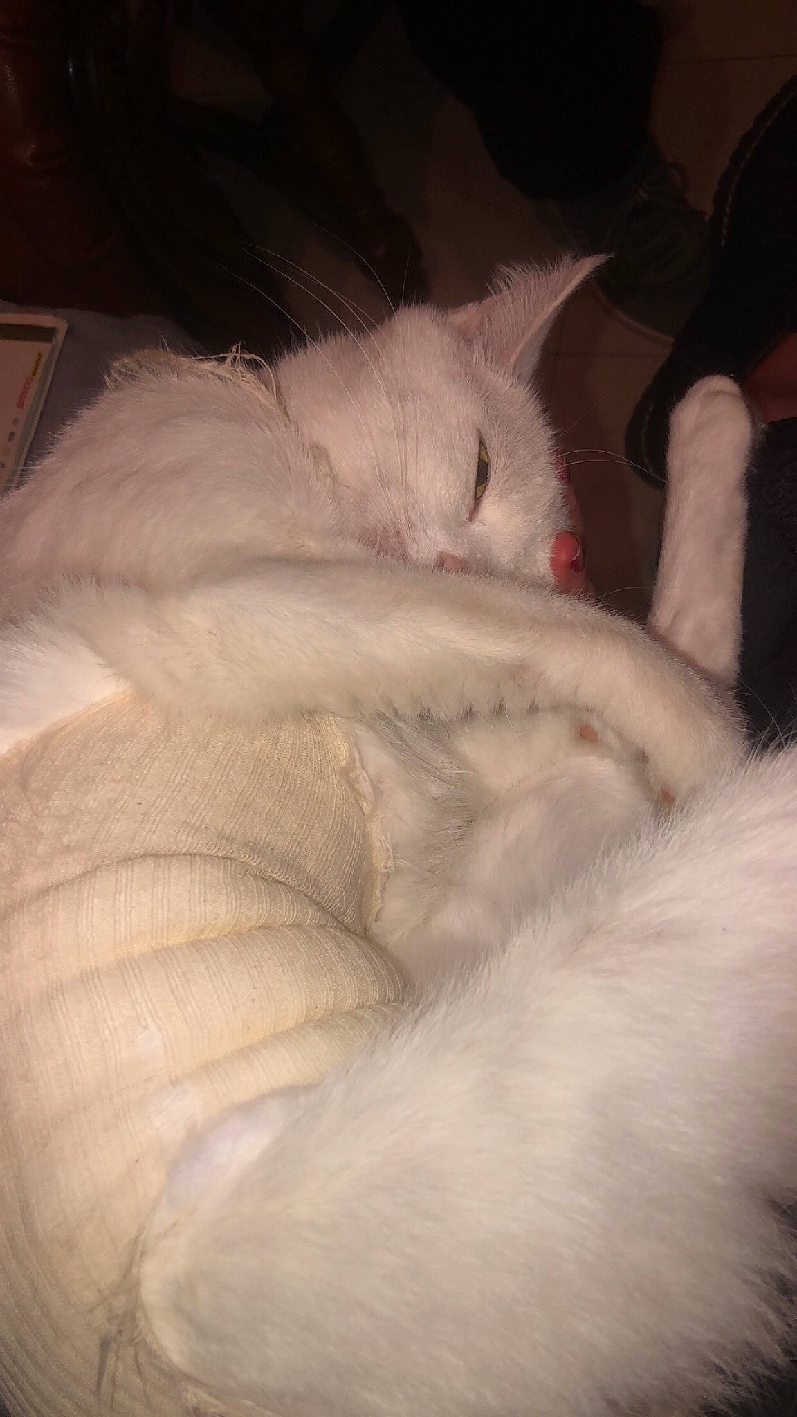 Maky a rejoint le concours — aidez-le/la à gagner de superbes lots ! bed, carnivore, cat, claw, cloud, comfort, darkness, domestic_short_haired_cat, eye, fawn, felidae, fur, grey, nap, paw, ragdoll, sky, small_to_medium_sized_cats, tail, whiskers