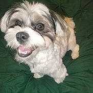 Marvel joined the competition — help win amazing prizes! dog, pet, fluffy, smiling, cute, happy, animal, canine, fur, indoor, blanket, green, small_dog, friendly, companion, looking_up, teeth, nose, ears, portrait