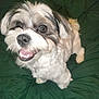 dog, pet, fluffy, smiling, cute, happy, animal, canine, fur, indoor, blanket, green, small_dog, friendly, companion, looking_up, teeth, nose, ears, portrait