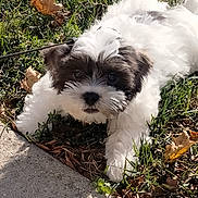 Marvel joined the competition — help win amazing prizes! puppy, dog, grass, outdoor, leaf, autumn, concrete, white, brown, pet, cute, fluffy, animal, nature, playful, small, young, fur, paw, daylight