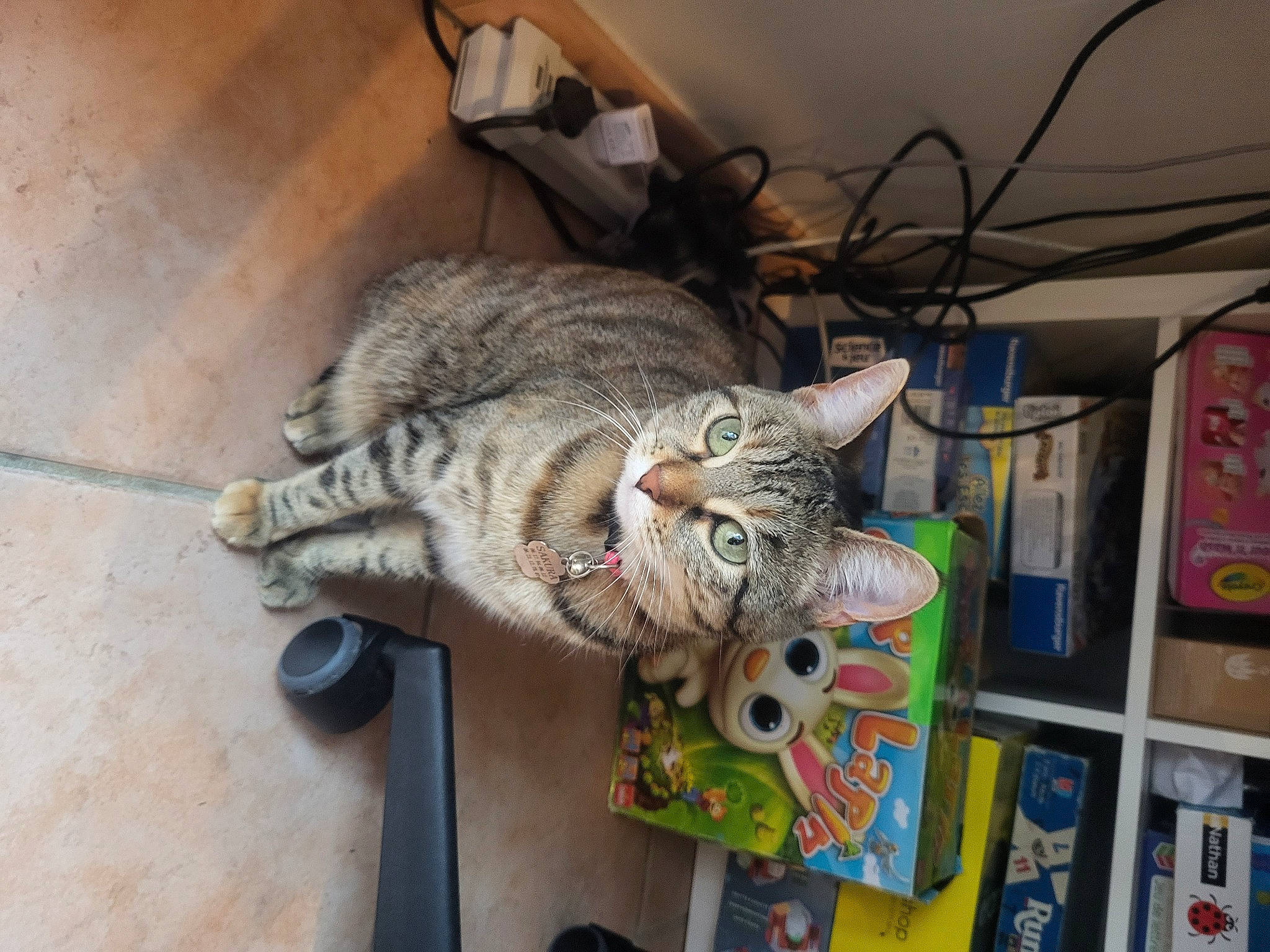 Sakura participe au concours pour gagner de l'argent avec cette photo : art, bookcase, carnivore, cat, claw, comfort, domestic_short_haired_cat, felidae, flooring, fur, paw, publication, shelf, shelving, small_to_medium_sized_cats, snout, tail, whiskers