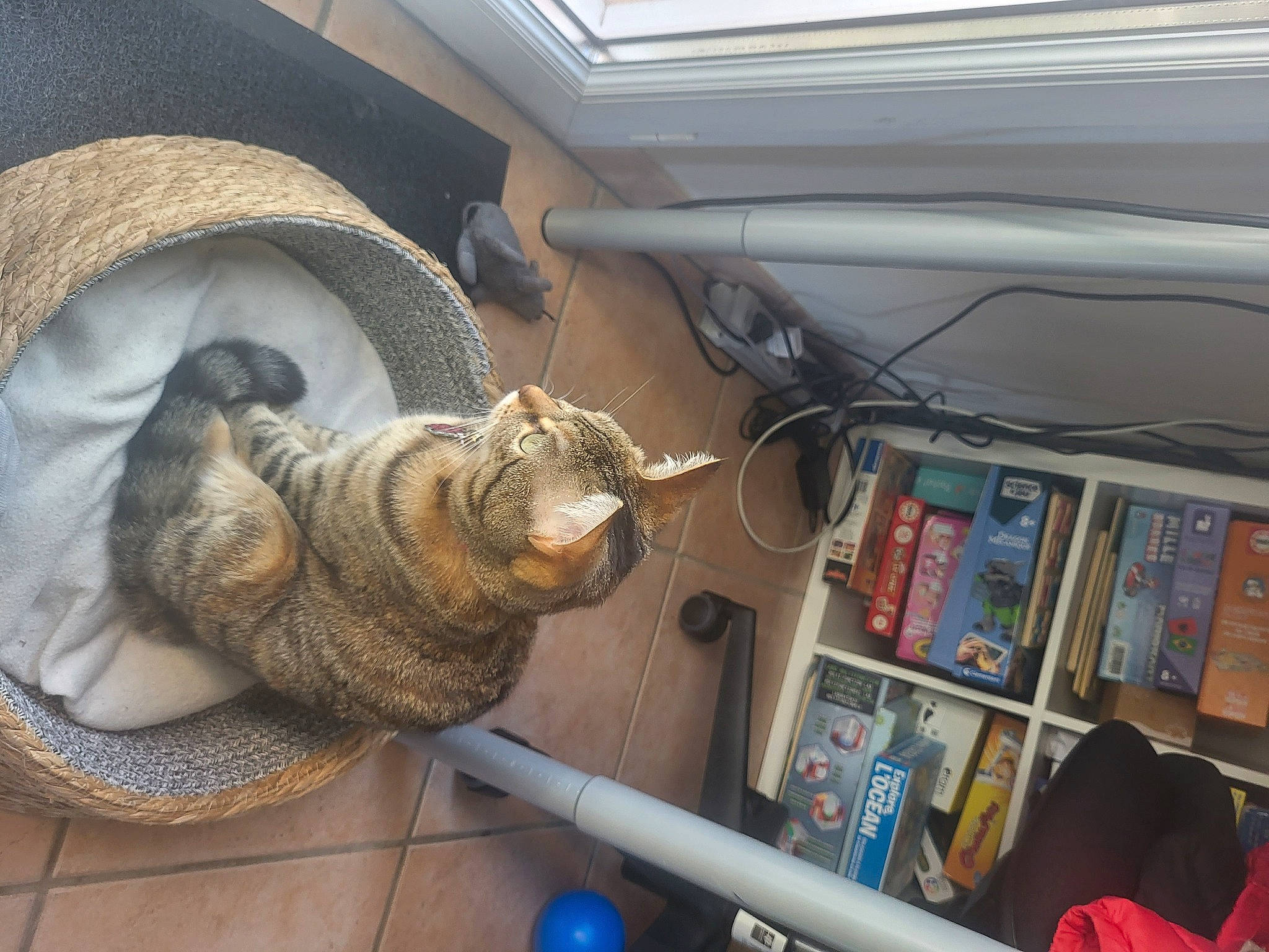 Sakura participe au concours pour gagner de l'argent avec cette photo : auto_part, automotive_tire, automotive_wheel_system, carnivore, cat, comfort, domestic_short_haired_cat, fawn, felidae, flooring, fur, hat, motor_vehicle, small_to_medium_sized_cats, snout, tail, tire, vehicle_door, whiskers, wood