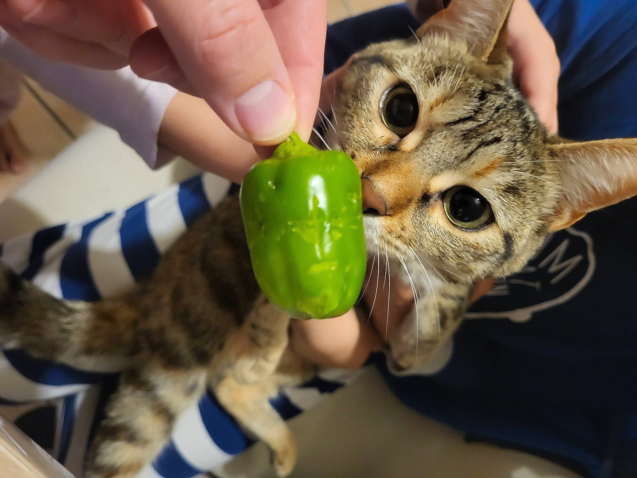 Sakura participe au concours pour gagner de l'argent avec cette photo : carnivore, cat, claw, domestic_short_haired_cat, fang, fawn, felidae, finger, fur, gesture, hand, nail, paw, small_to_medium_sized_cats, snout, stuffed_toy, thumb, toy, vegetable, whiskers