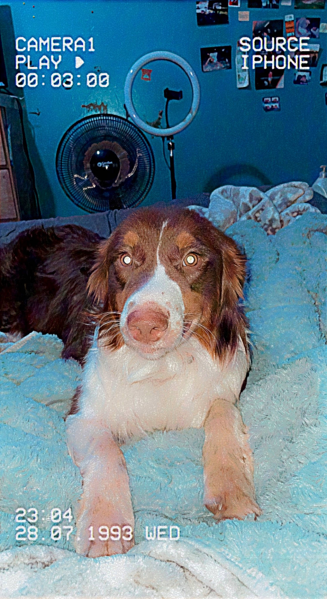 Echo is registered to the contest to win money with this photo: art, brown, canidae, carnivore, companion_dog, dog, dog_breed, gun_dog, hunting_dog, irish_red_and_white_setter, liver, snout, spaniel, sporting_group, working_animal