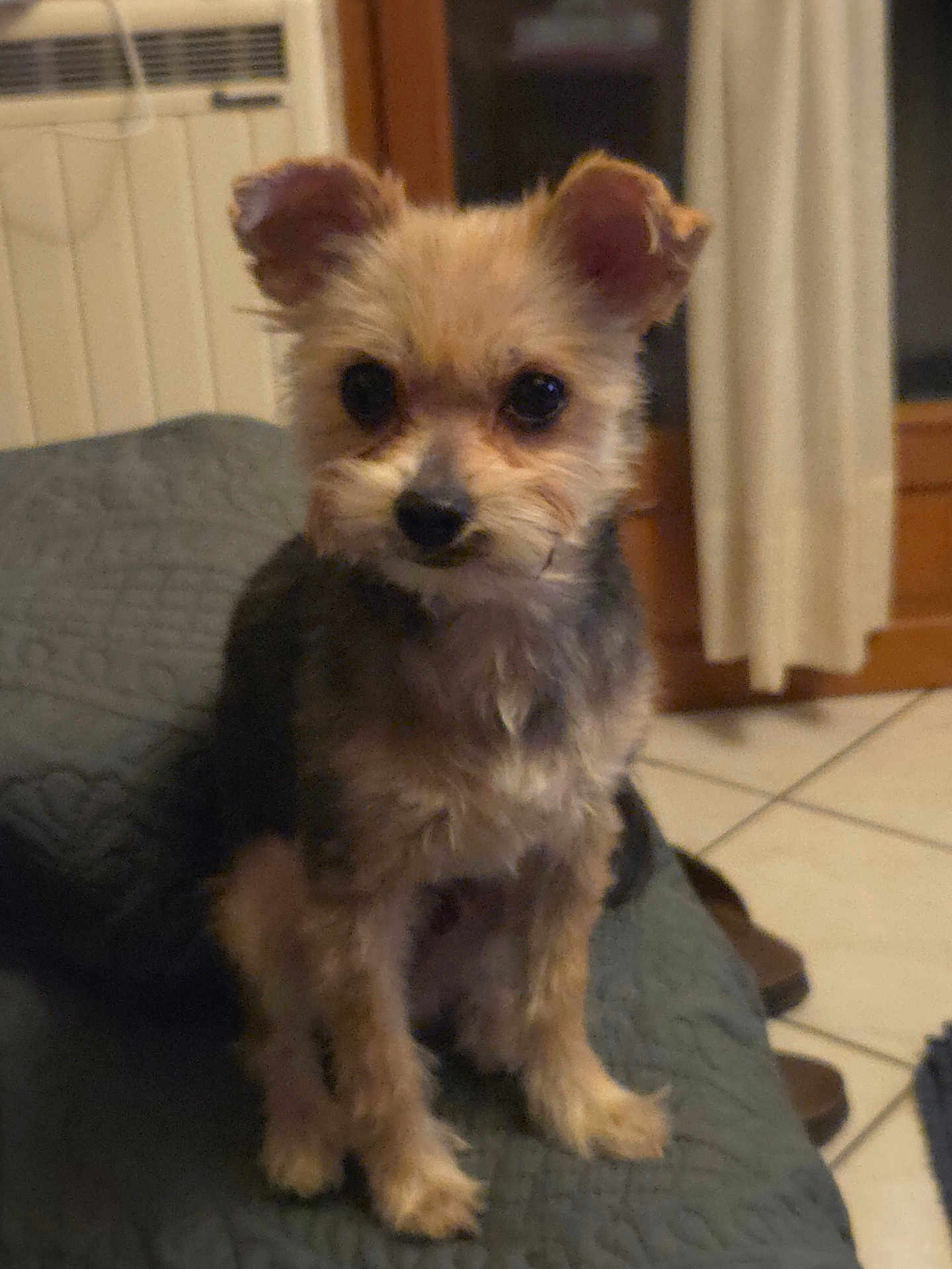 Viking a rejoint le concours — aidez-le/la à gagner de superbes lots ! dog, small_dog, pet, indoor, blanket, curtains, window, floor, tile_floor, furniture, cute, animal, fur, ears, sitting, looking_at_camera, domestic, companion, cozy, home