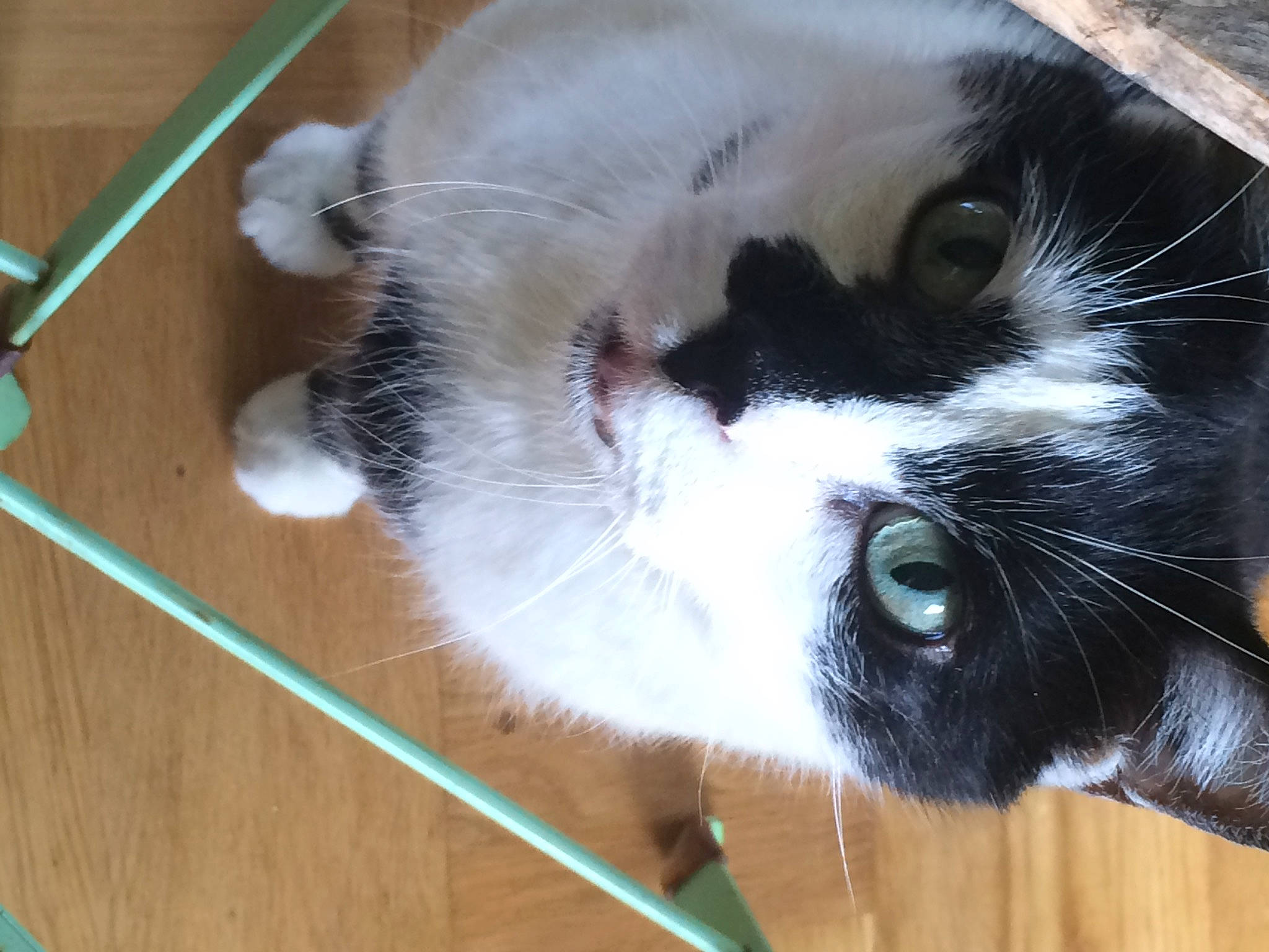 Chopin participe au concours pour gagner de l'argent avec cette photo : carnivore, cat, domestic_short_haired_cat, felidae, fur, polydactyl_cat, small_to_medium_sized_cats, snout, tail, whiskers