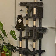 Pepps is registered to the contest to win money with this photo: cat, cat_tree, black_cat, white_chest, indoor, plant, potted_plant, green_leaves, furniture, pet, animal, home, wall, floor, living_room, multi_level, scratching_post, toy_balls, calm, sitting