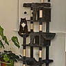 cat, cat_tree, black_cat, white_chest, indoor, plant, potted_plant, green_leaves, furniture, pet, animal, home, wall, floor, living_room, multi_level, scratching_post, toy_balls, calm, sitting