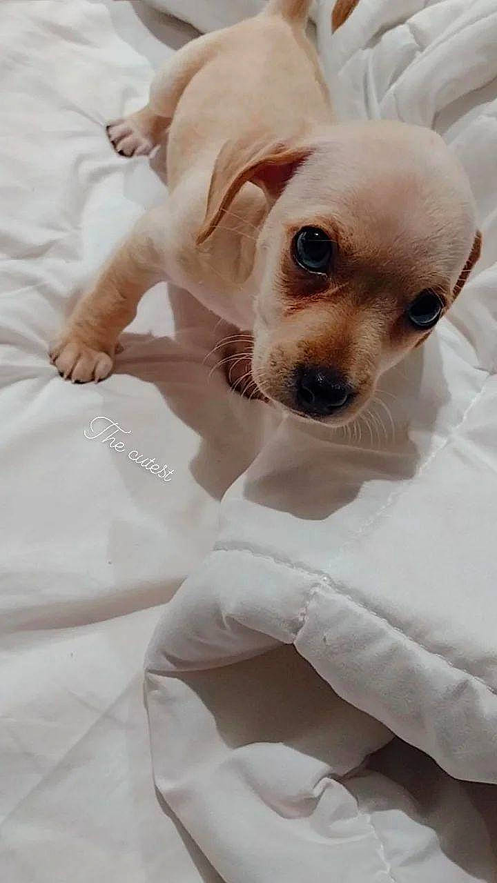 Simba joined the competition — help win amazing prizes! carnivore, comfort, companion_dog, dog, dog_breed, dog_supply, ear, fawn, fur, gesture, happy, linens, paw, puppy_love, snout, sporting_group, toy_dog, whiskers, white, working_animal