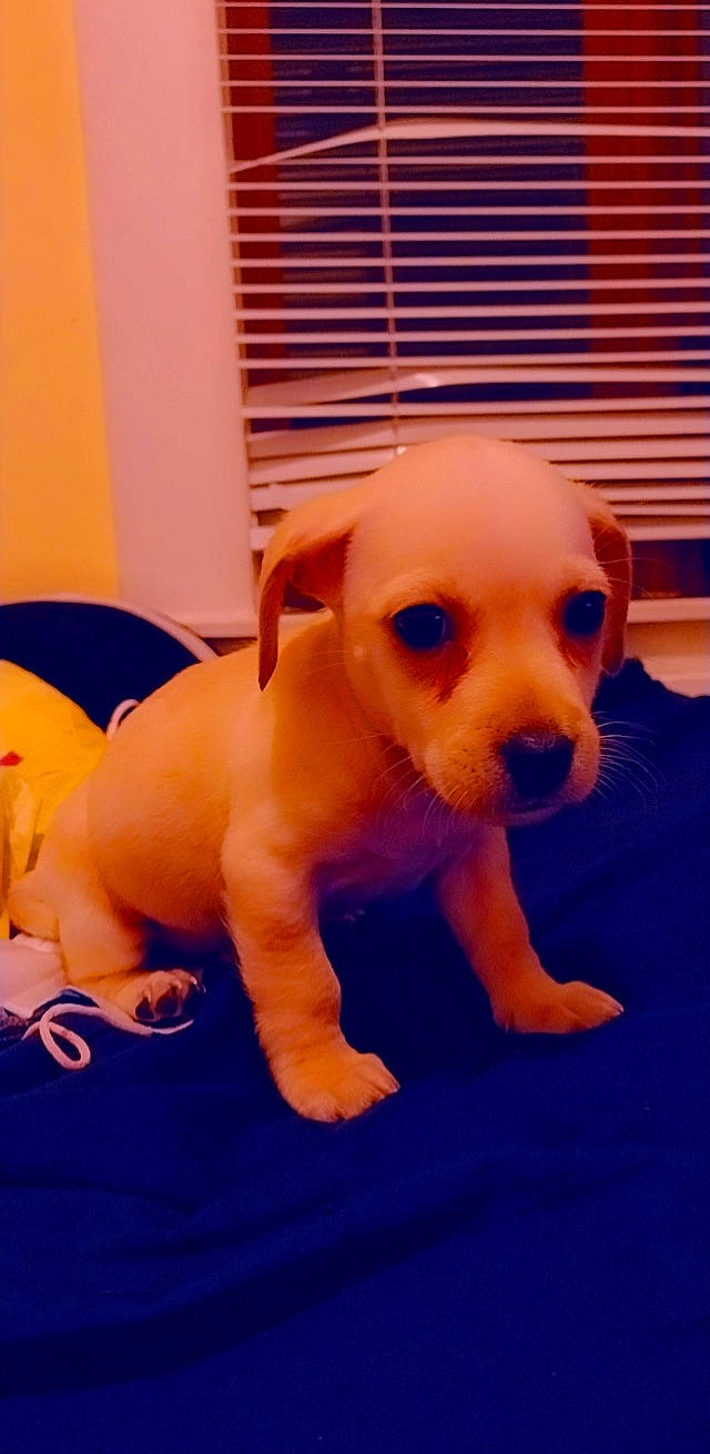 Simba is registered to the contest to win money with this photo: canidae, carnivore, companion_dog, dog, dog_breed, dog_supply, fawn, floor, flooring, orange, paw, pet_supply, puppy_love, snout, tail, terrestrial_animal, toy, toy_dog, vertebrate, working_animal