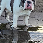 Billy is registered to the contest to win money with this photo: bulldog, dog, water, reflection, mud, puddle, outdoor, animal, pet, canine, nature, forest, trees, sand, fur, collar, portrait, standing, snout, ears