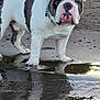 bulldog, dog, water, reflection, mud, puddle, outdoor, animal, pet, canine, nature, forest, trees, sand, fur, collar, portrait, standing, snout, ears