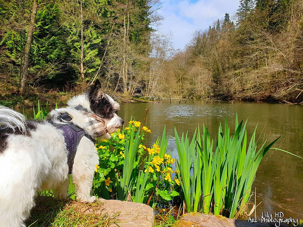 Chica joined the competition — help win amazing prizes! carnivore, companion_dog, dog, flower, grass, grass_family, lacustrine_plain, lake, landscape, leisure, meadow, natural_landscape, plant, riparian_zone, shrub, sky, tree, water, water_resources, working_animal